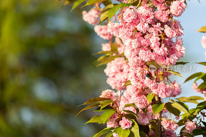 公园里一棵日本樱桃(Prunus serrulata)的特写照片